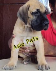 GREAT DANE   Puppies  For Sale  ® 9911293906 